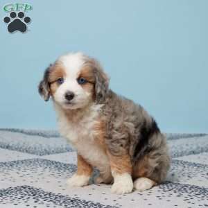 Benji, Mini Aussiedoodle Puppy